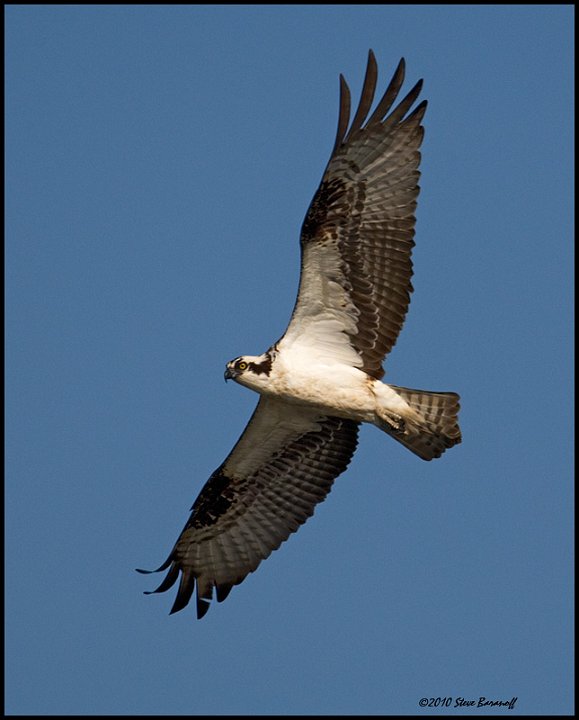 _0SB0729 osprey.jpg